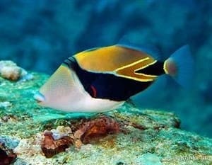 Triggerfish for sale online