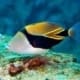 Triggerfish for sale online