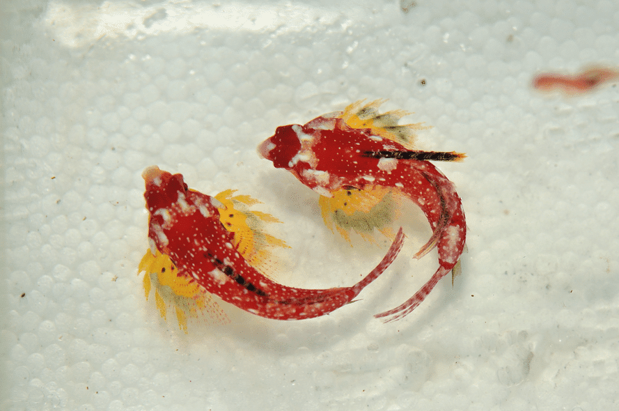 red dragonet