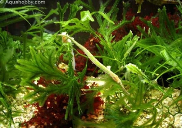 Alligator Pipefish
