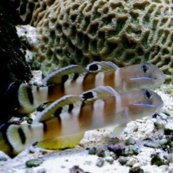 Tiger (Wardi) Goby (Valencienna wardii)