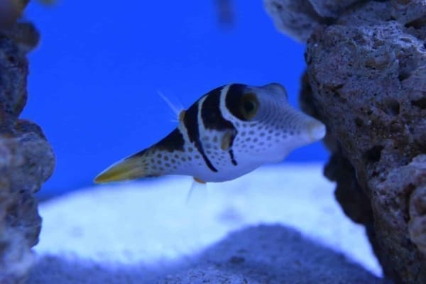Valentini Puffer