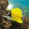 butterfly fish for sale