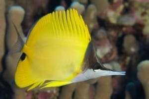 longnose butterfly fish for sale