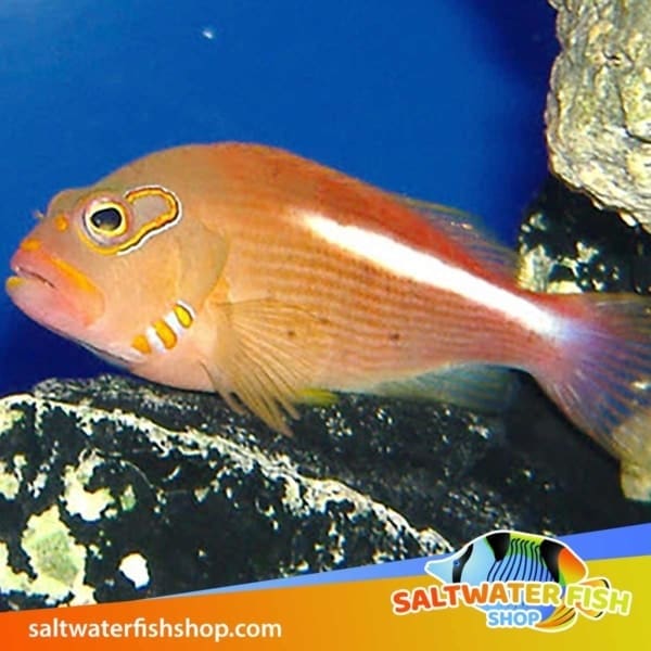 arc eye hawkfish