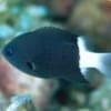 Bicolor Chromis Damsel (Chromis margaritifer)