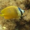 klein's butterfly fish