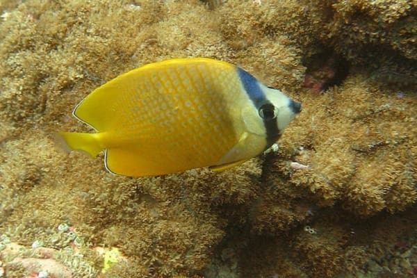 klein's butterfly fish