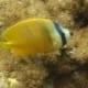 klein's butterfly fish