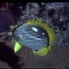 butter fly fish for sale