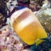 where to buy butterfly fish