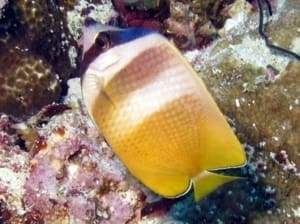 where to buy butterfly fish