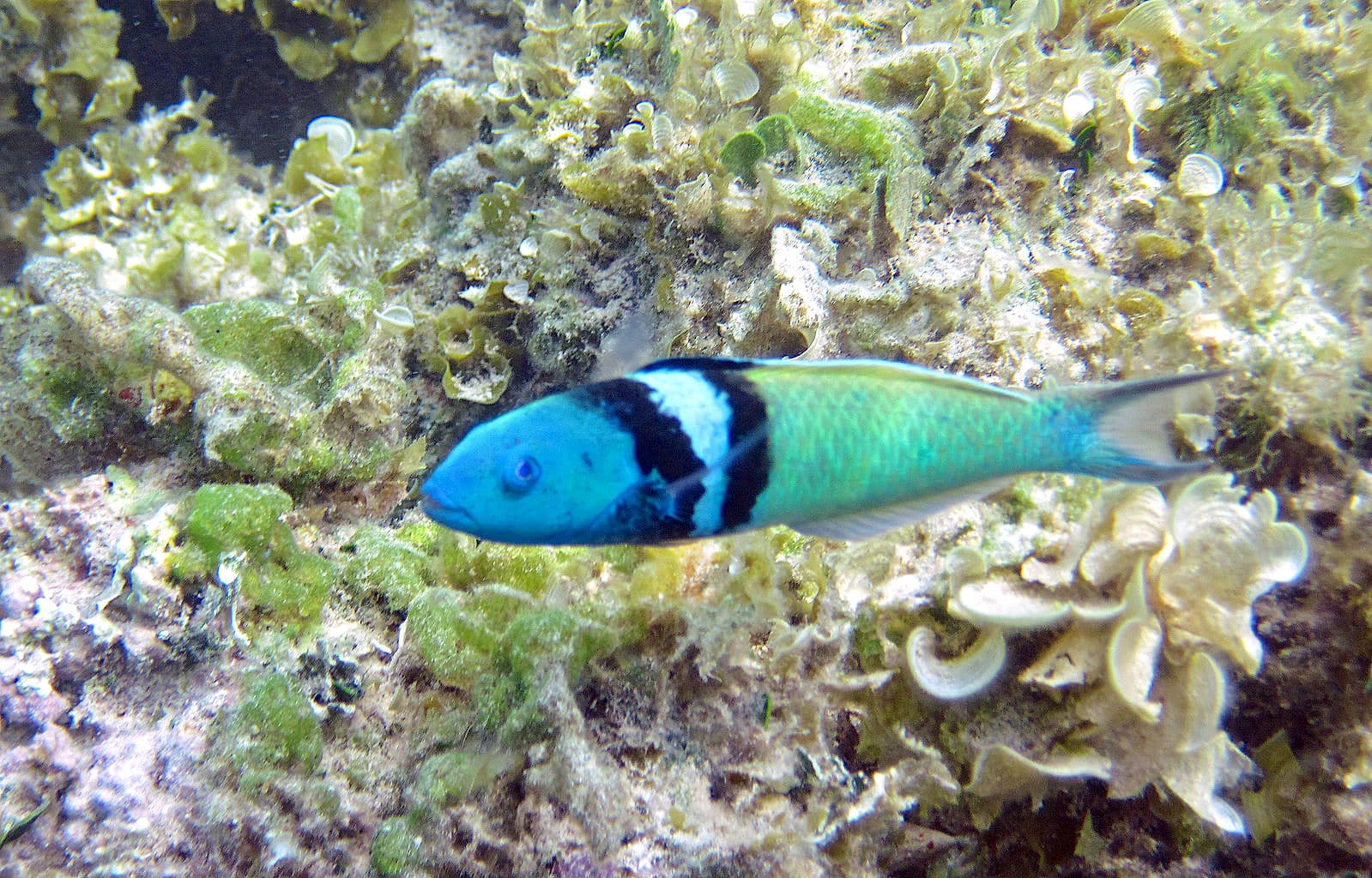 yellow coris wrasse for sale