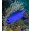 blue reef chromis damsel