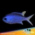 blue reef chromis