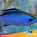 bluer reef chromis