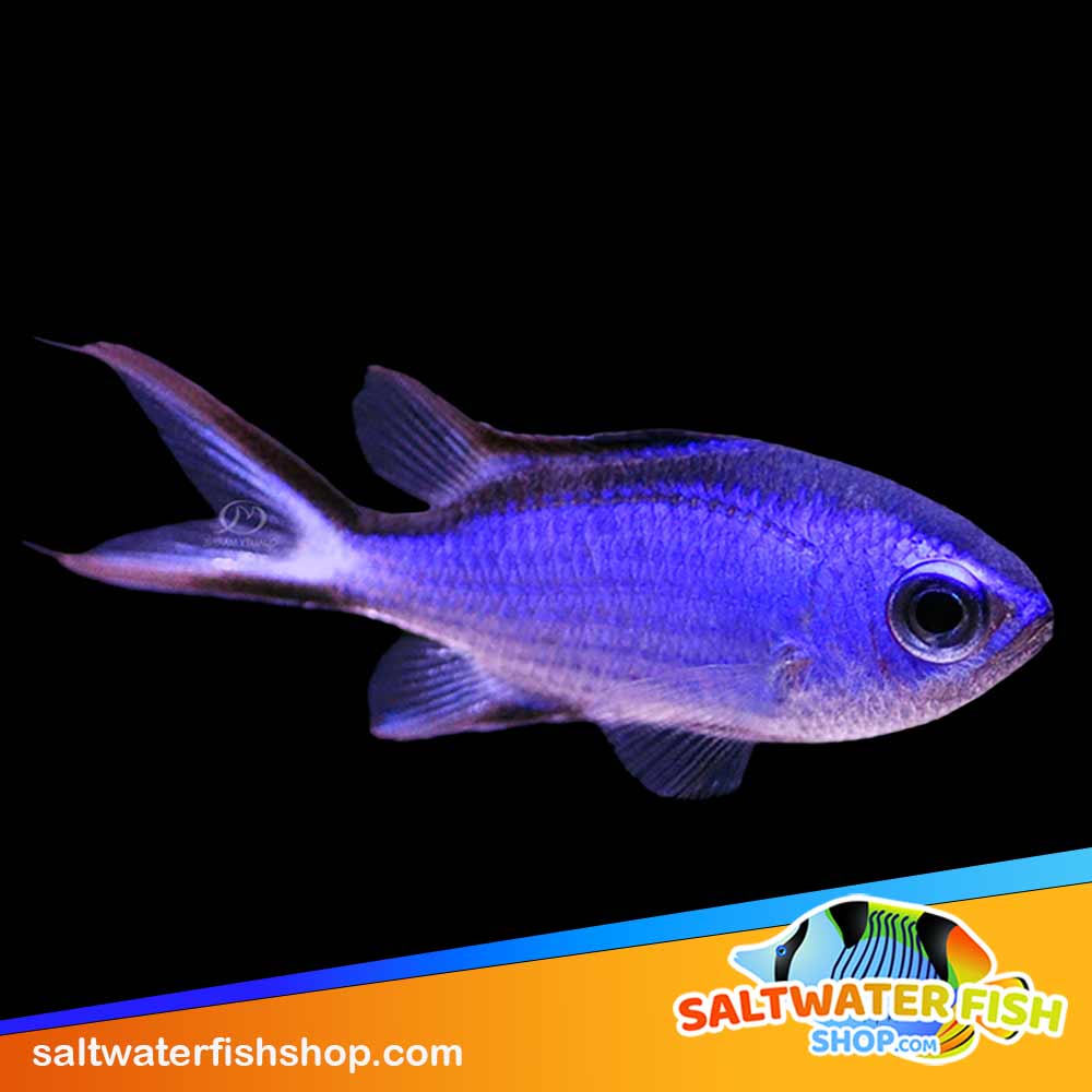 blue reef chromis for sale