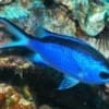 blue reef chromis