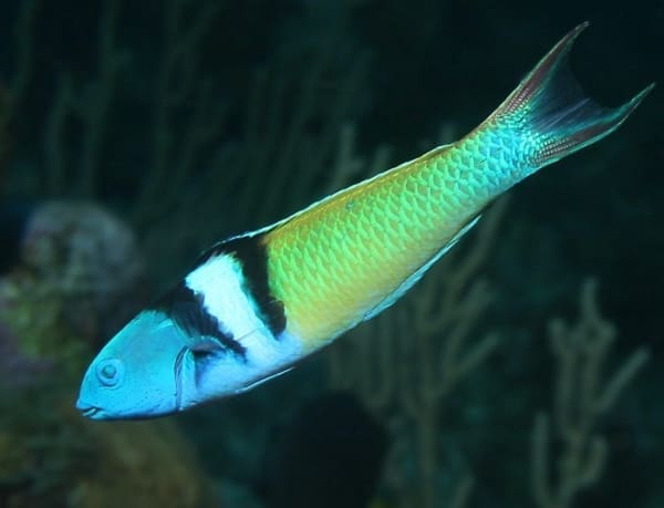Bluehead Wrasse for sale - Image 4