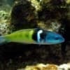 blue head wrasse