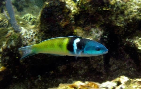 blue head wrasse