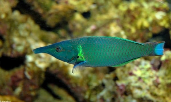 Brown Bird Wrasse for sale - Image 4