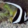 butterfly fish for sale