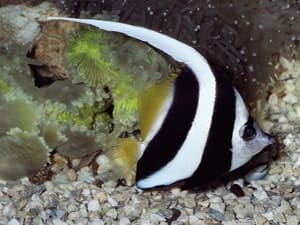 butterfly fish for sale