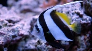 heniochus butterfly fish for sale