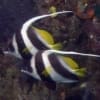 butterfly fish for sale online