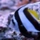 butterfly fish