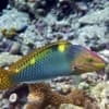 wrasse for sale