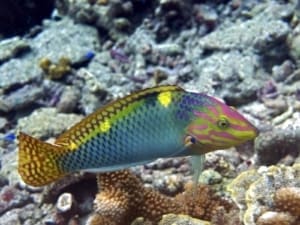 yellow coris wrasse for sale