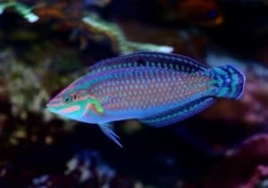 wrasse for sale