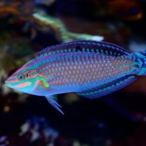 Christmas wrasse for sale