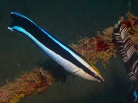 Cleaner wrasse care deals