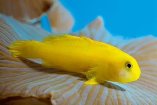Yellow Clown Goby - Image 4
