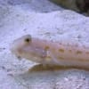 Diamond Goby for sale
