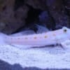 diamond goby