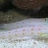 diamond goby