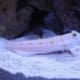 diamond goby