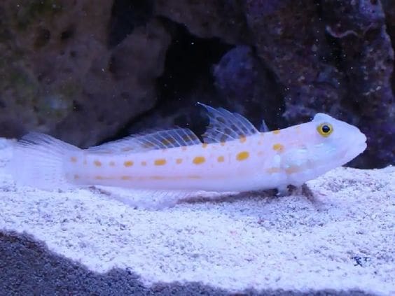 Diamond Goby Saltwater Fish For Sale