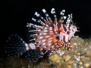 Dwarf Lionfish for sale