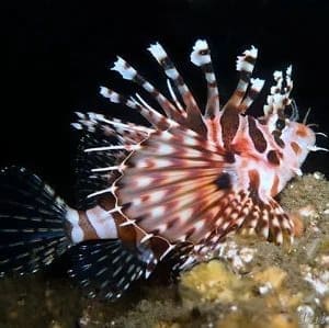 Dwarf Lionfish for sale