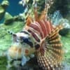 Dwarf lionfish for sale