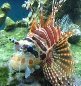 Dwarf lionfish for sale