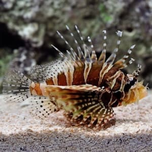 zebra lionfish