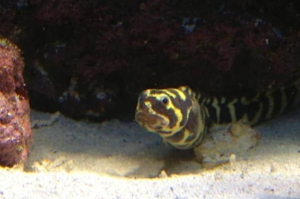 Engineer Goby for sale - Image 4