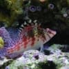 Falco hawkfish