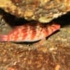 Falco hawkfish